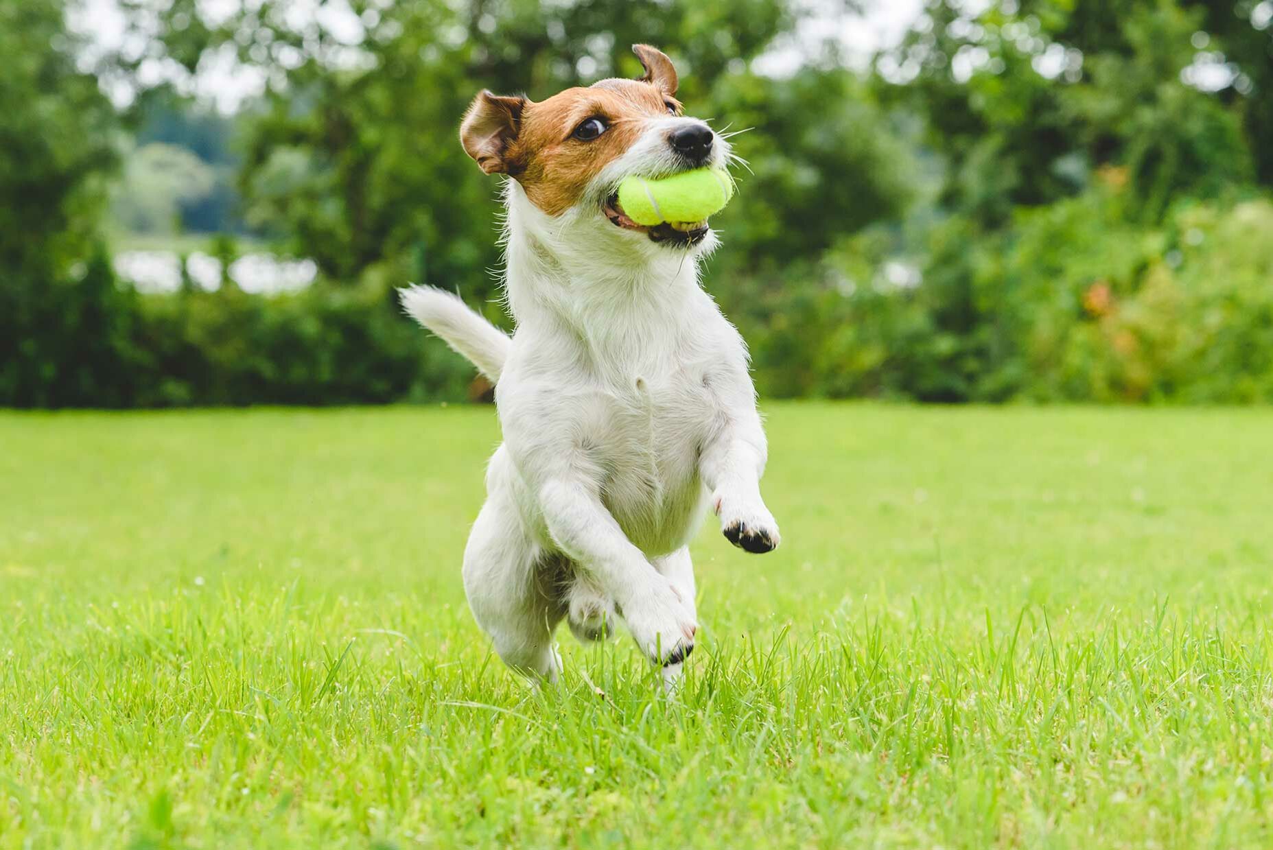Ein Hund spielt auf einem gemähten Rasen mit einem Tennisball.  