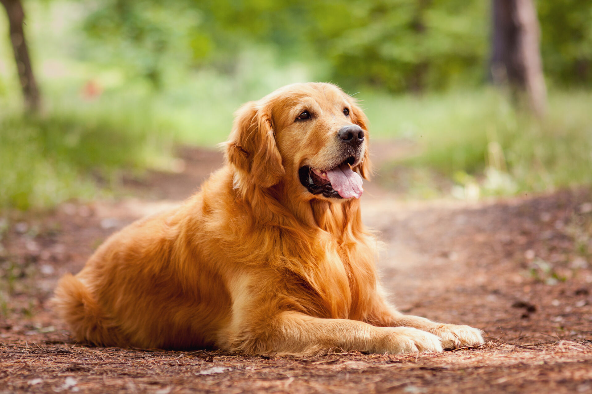 Ein Golden Retriever liegt auf einem Waldweg.