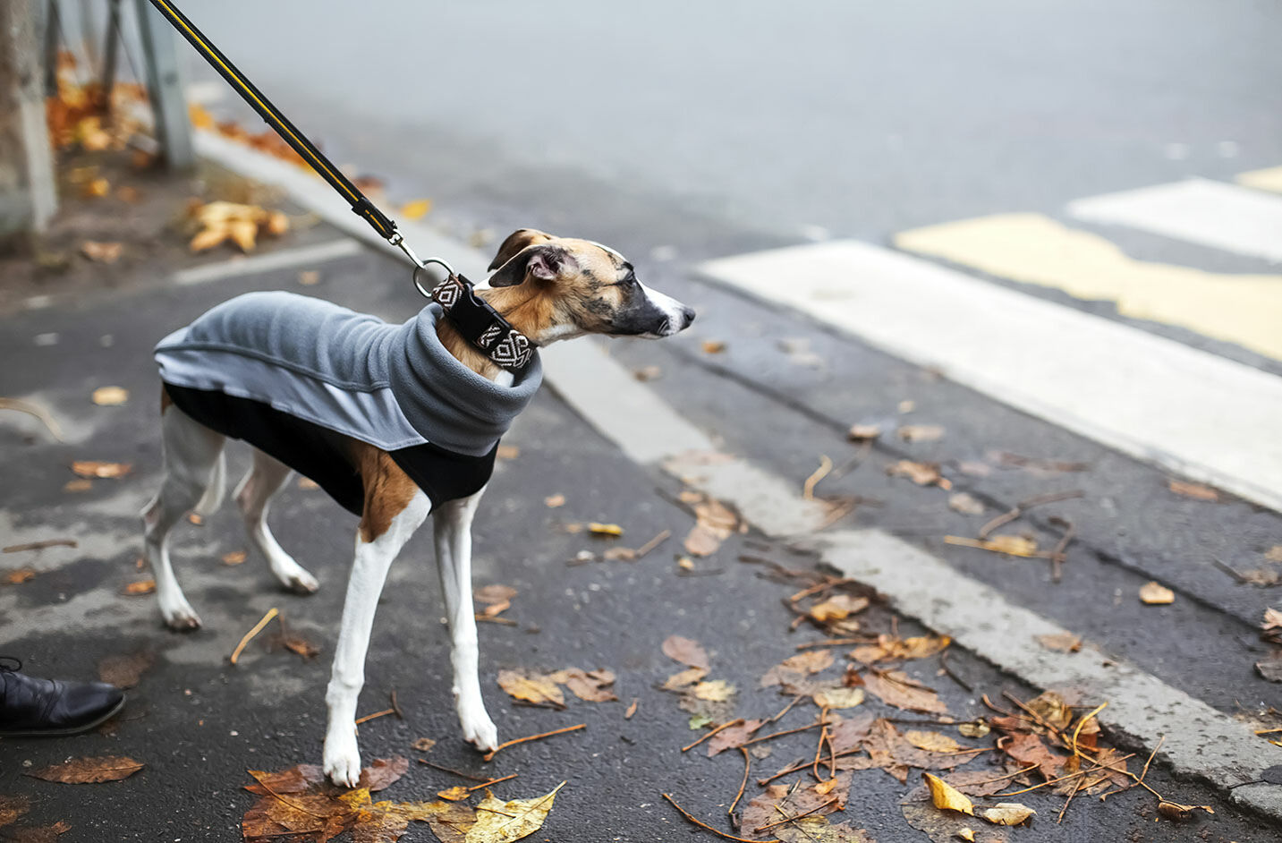 Hund im Herbst mit Hundemantel