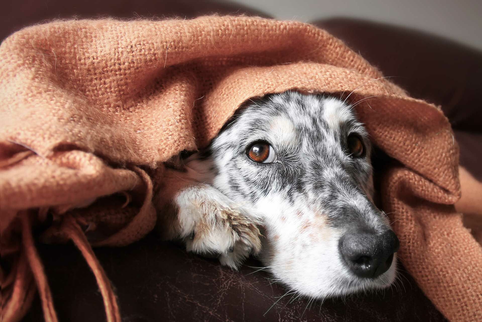 Kranker Hund liegt unter einer Wolldecke.