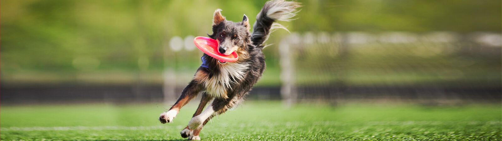 Ein Hund rennt mit einem Frisbee im Maul über einen Fußballplatz. 