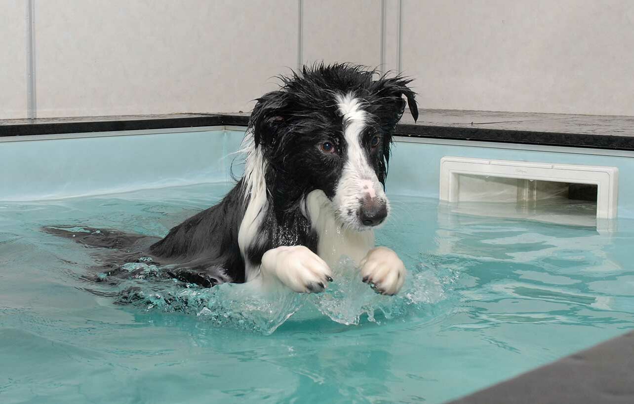 Hund läuft in der Reha in einem Wasserbecken mit Gegenstromanlage.