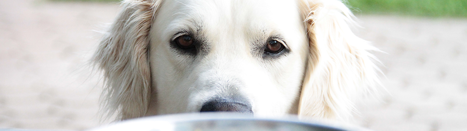 Golden Retriever schaut auf vollen Napf.