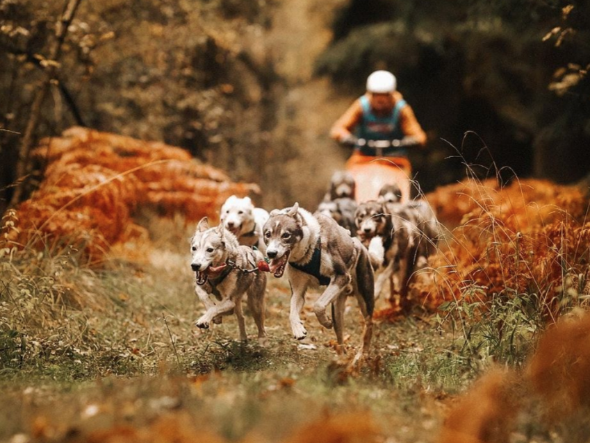 Schlittenhunderennen – Musher, Rennfieber und Winterfeeling