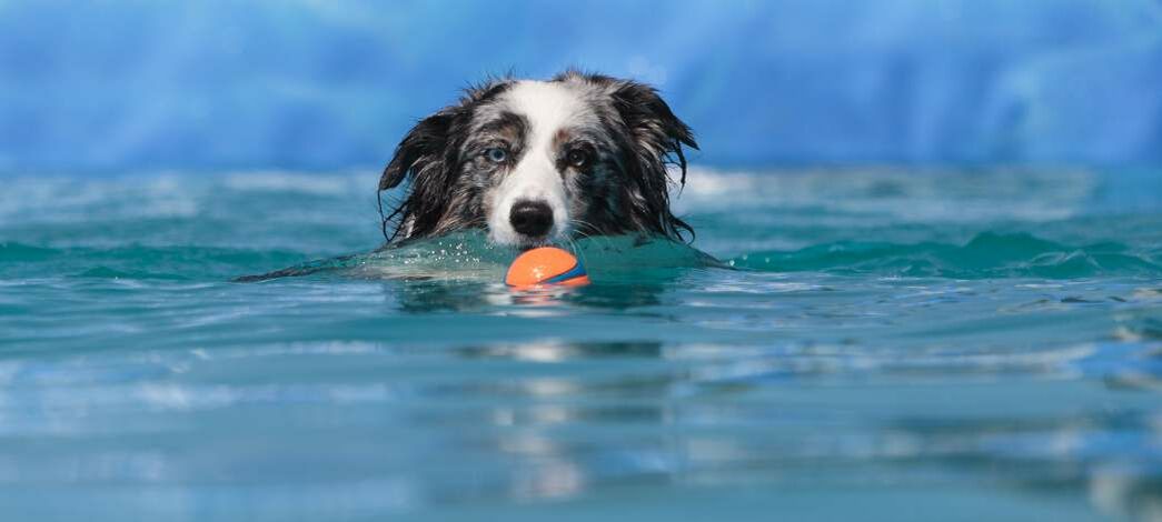 Ein Hund schwimmt im Wasser auf einen kleinen Ball zu. 