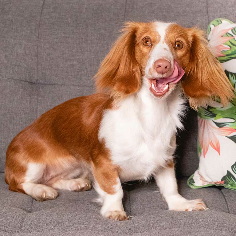 Dackel Ciri sitzt neben einem Kissen auf dem Sofa.