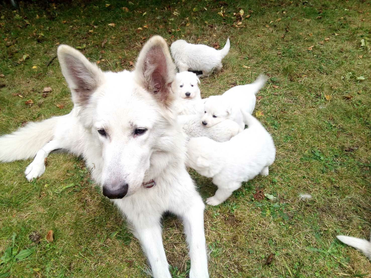 Weiße-Schäferhund-Welpen spielen draußen mit ihrer Mutter auf dem Rasen.