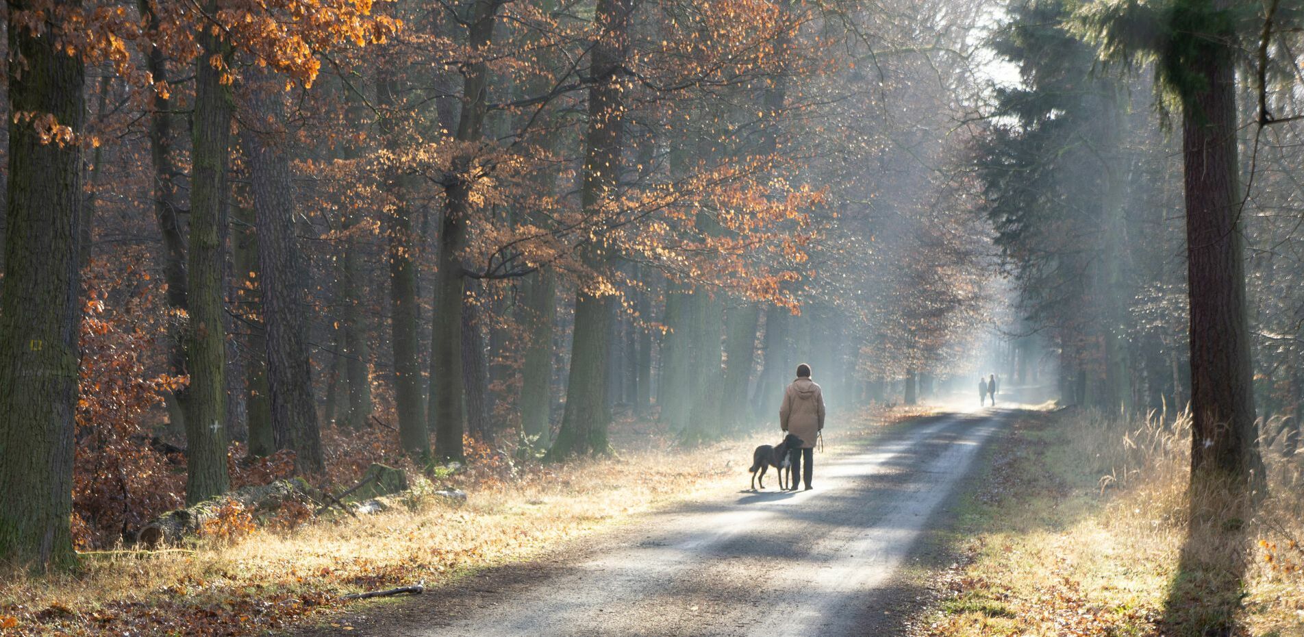 Ein Spaziergänger mit seinem Hund im Wald ist aus der Ferne zu erkennen.