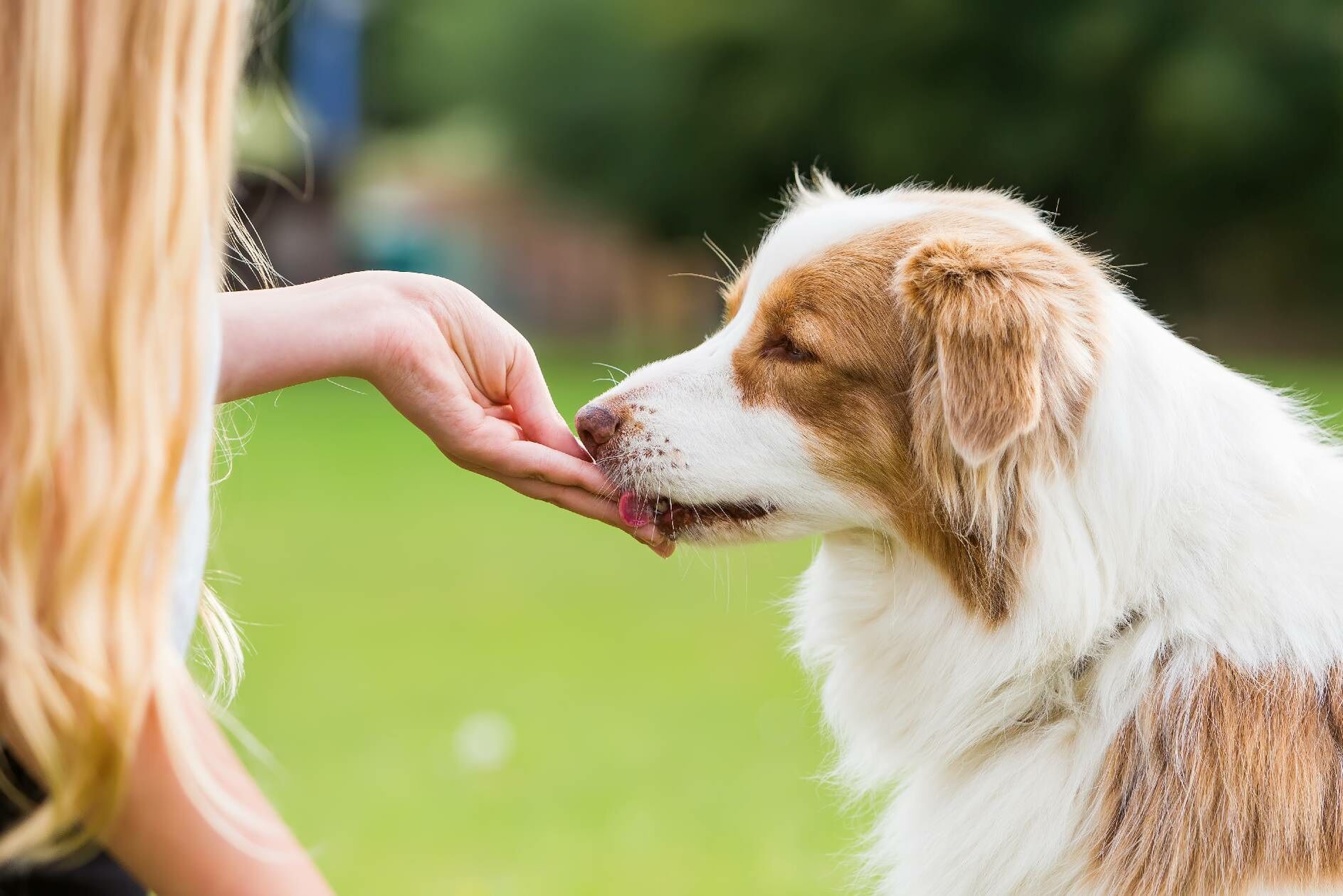 Hund frisst aus der Hand einer Frau.