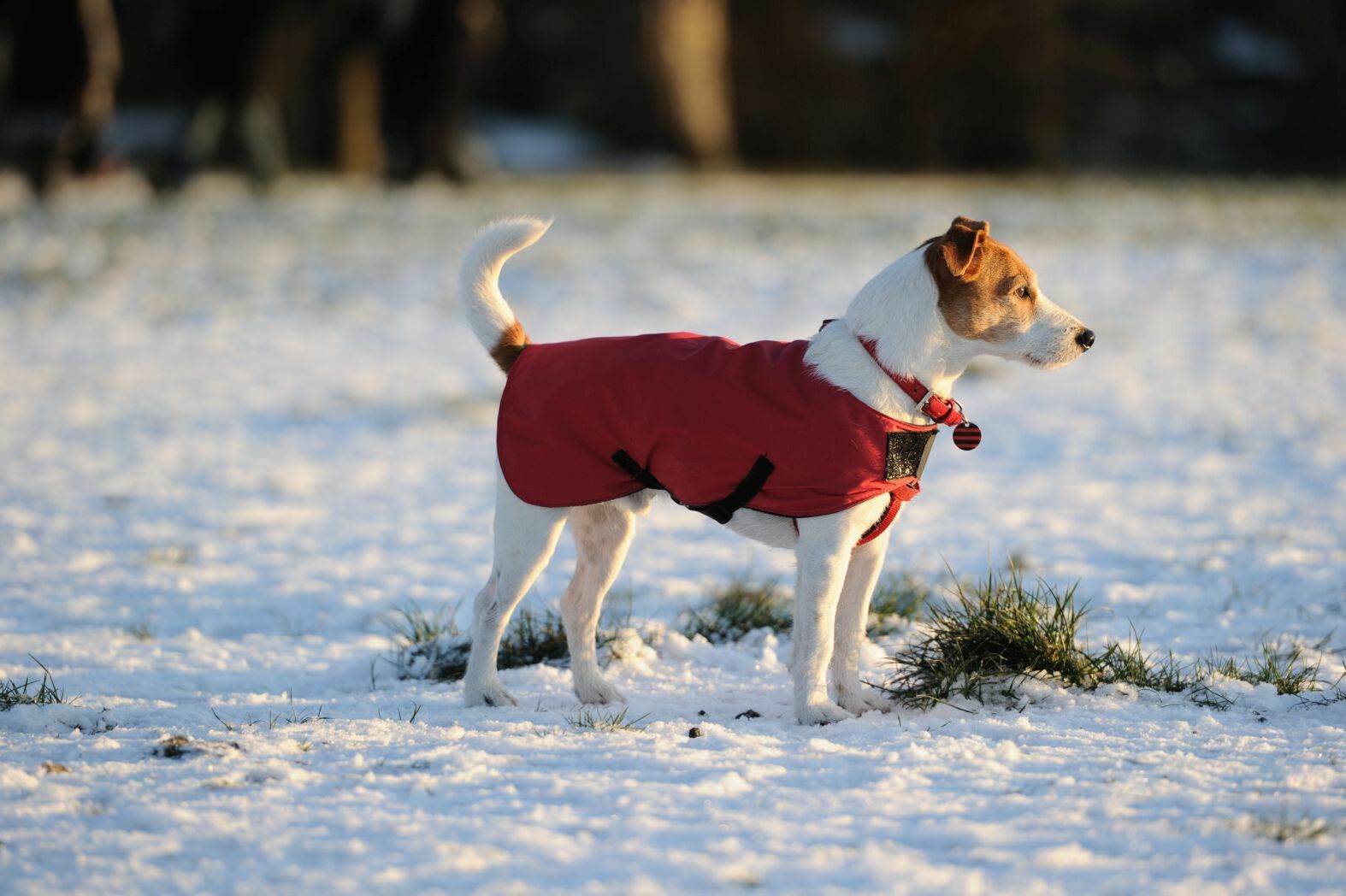 Hund im Schnee mit Hundemantel