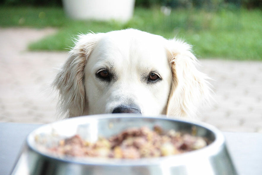 Ein Golden Retriever schaut über seinen gefüllten Futternapf hinweg in die Kamera. 