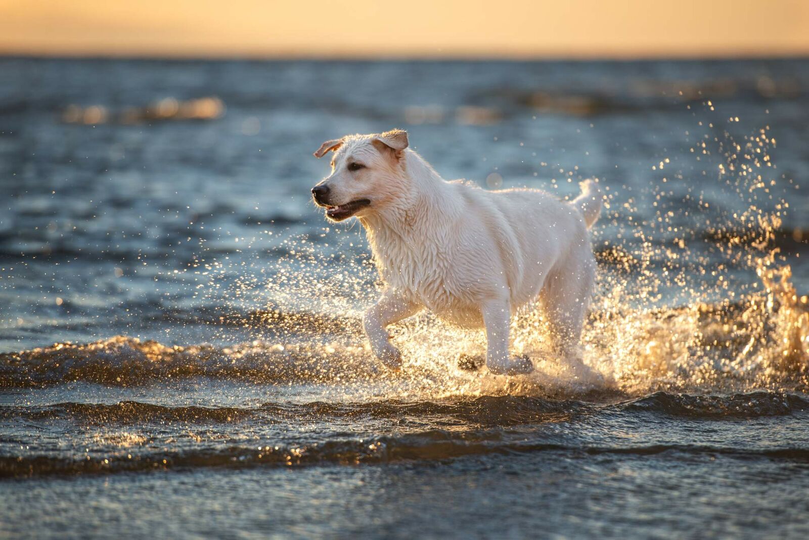 Heller Labrador springt bei Sonnenuntergang durchs Wasser.  
