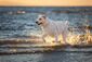 Heller Labrador springt bei Sonnenuntergang durchs Wasser.  