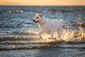Heller Labrador springt bei Sonnenuntergang durchs Wasser.
