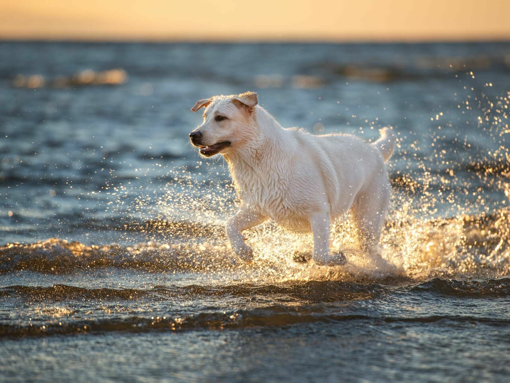 Rasseporträt: Labrador