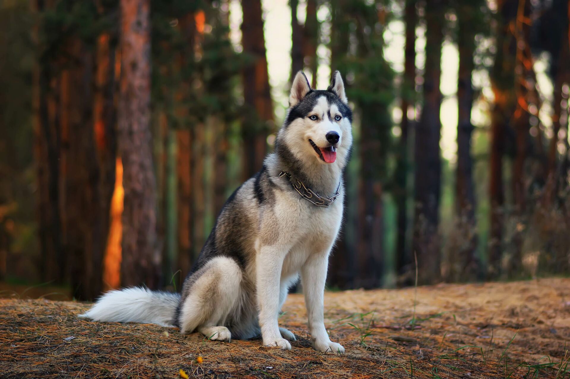 Husky sitzt im Wald und spitzt die Ohren.