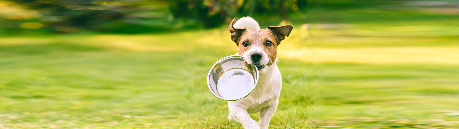 Jack Russel läuft über eine Wiese und hält ein Futternapf im Maul.