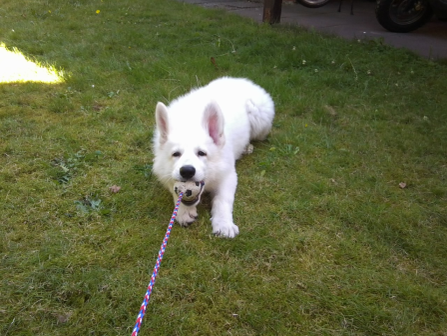 Kleine Weiße-Schäferhund-Welpen spielen mit Tüchern und Bällen.