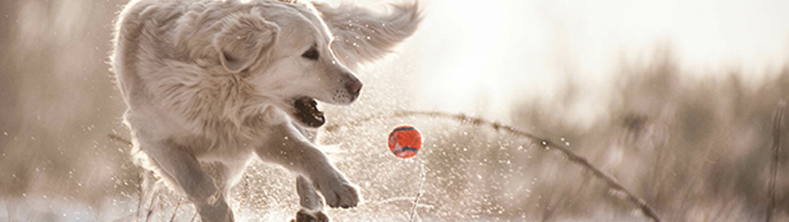 Ein Hund spielt mit einem Ball im Schnee.