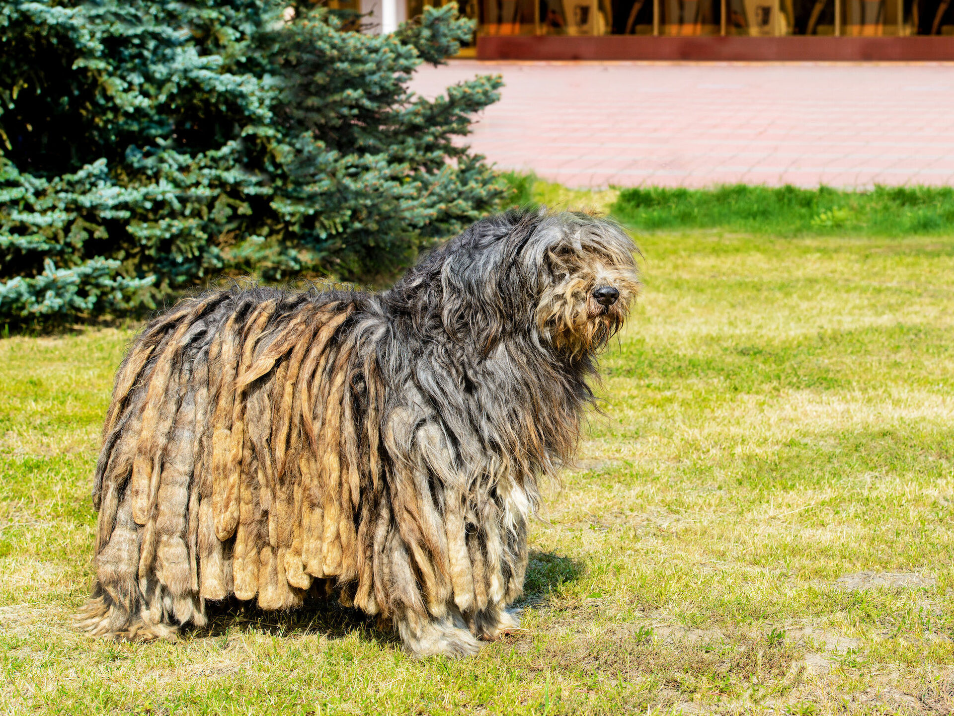 Rasseporträt: Bergamasker Hirtenhund