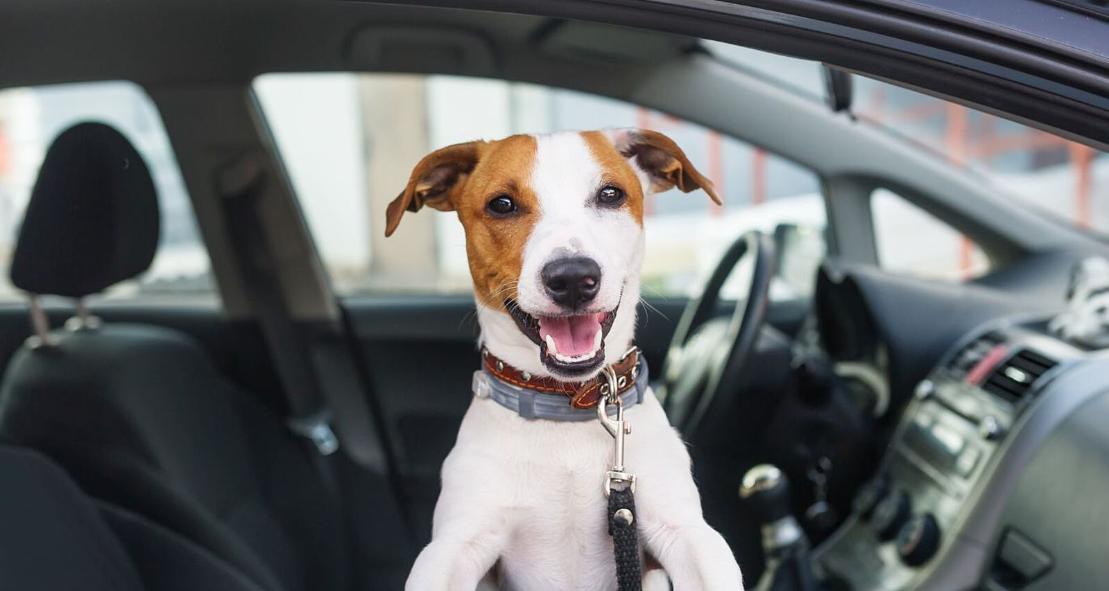 Wie Sie Ihren Hund an das Autofahren gewöhnen