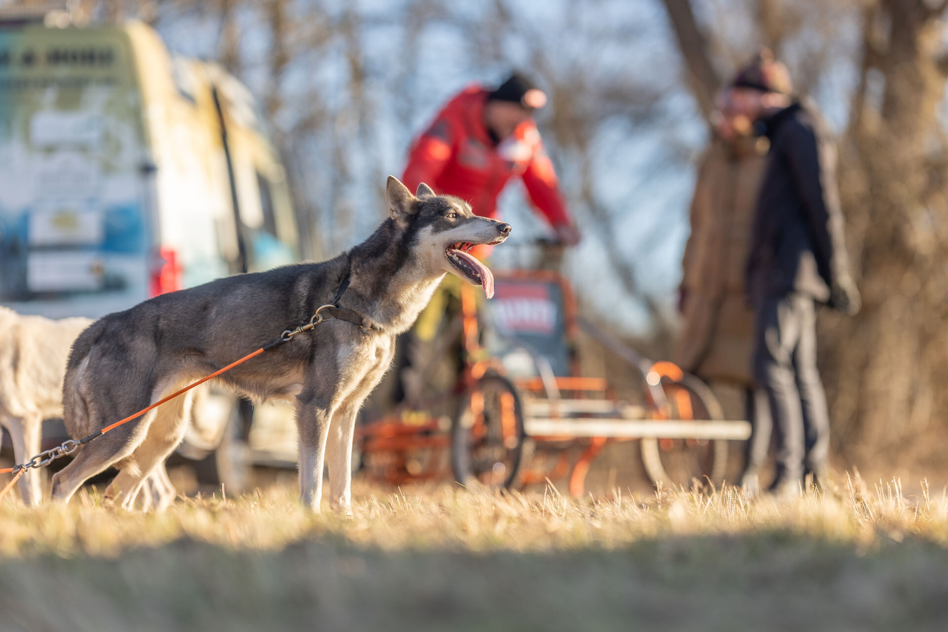 Husky lässt die Zunge heraushängen.