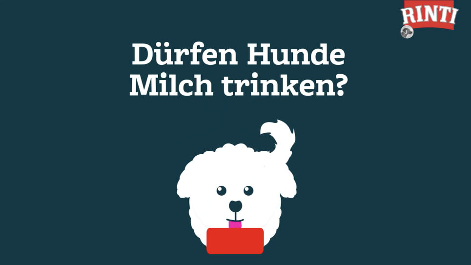 Video-Thumbnail von Rinti zum Thema Dürfen Hunde Milch trinken
