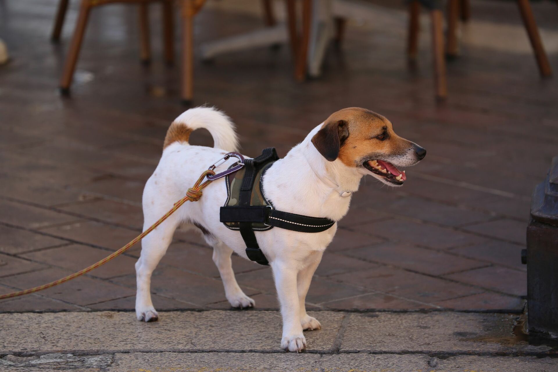 Ein Hund trägt ein Sattelgeschirr.