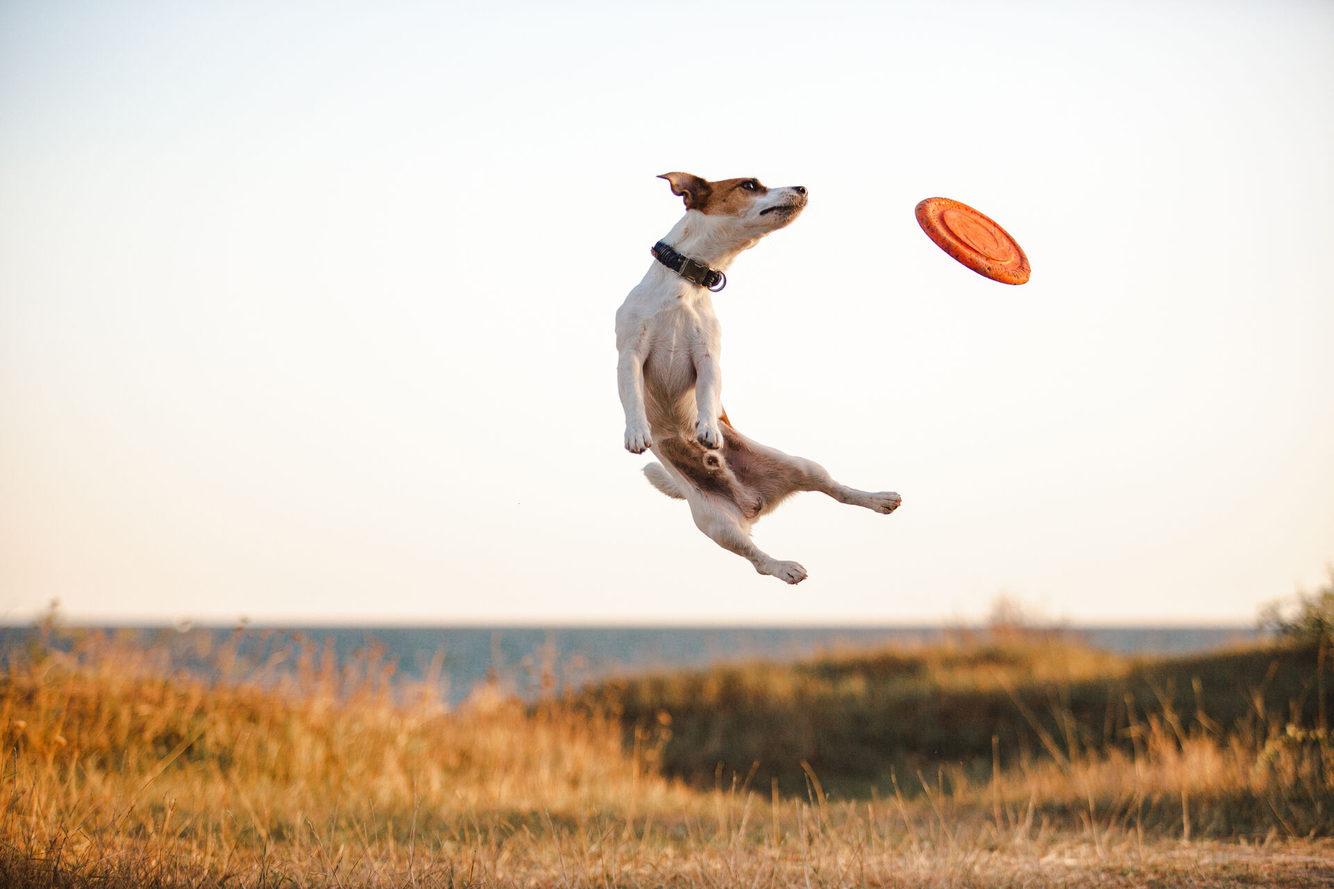 Ein Jack Russell Terrier springt in die Luft und fängt ein Frisbee.
