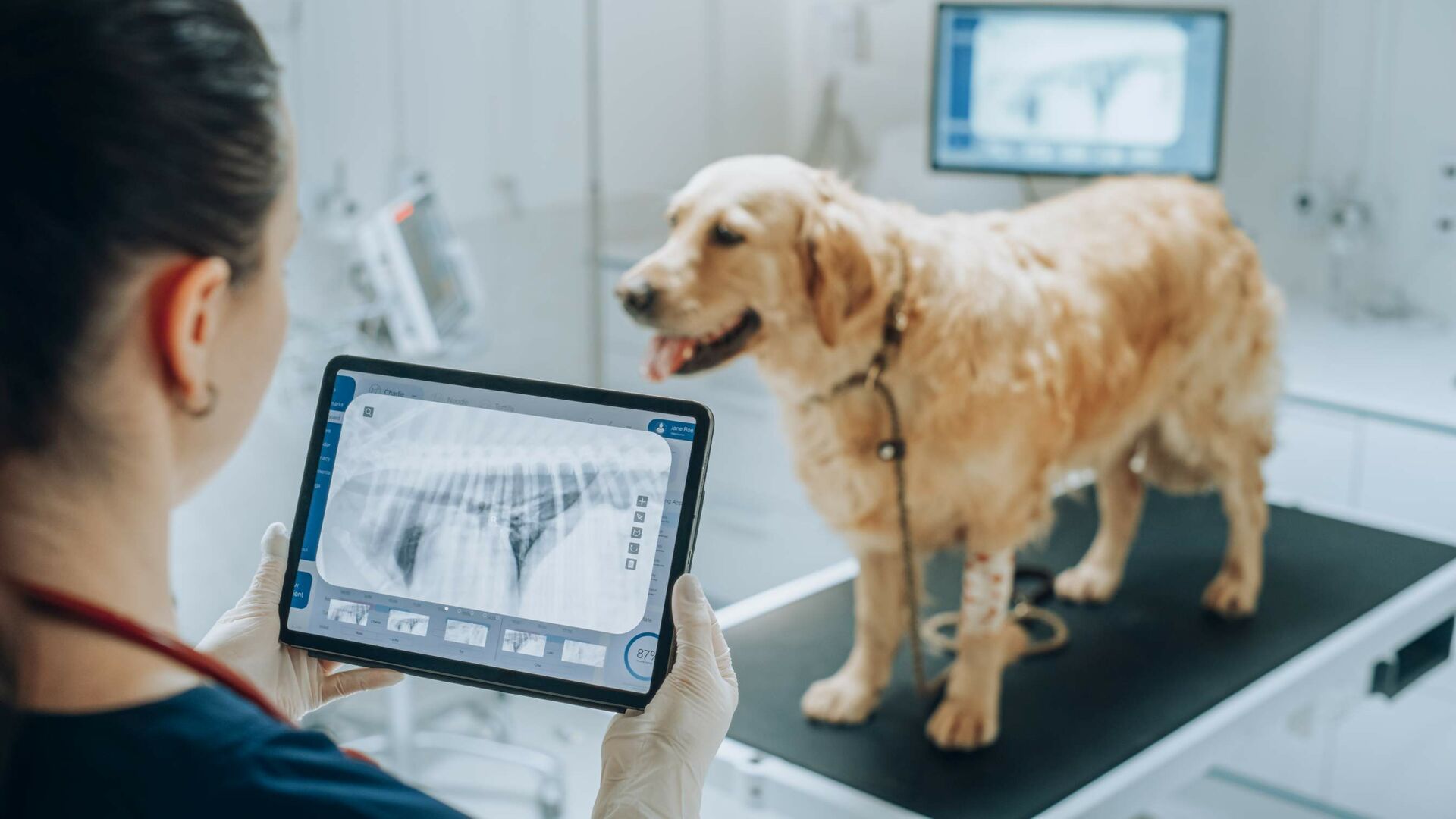 Ein Hund wird geröntgt und eine Ärztin schaut sich die Röntgenaufnahme an.