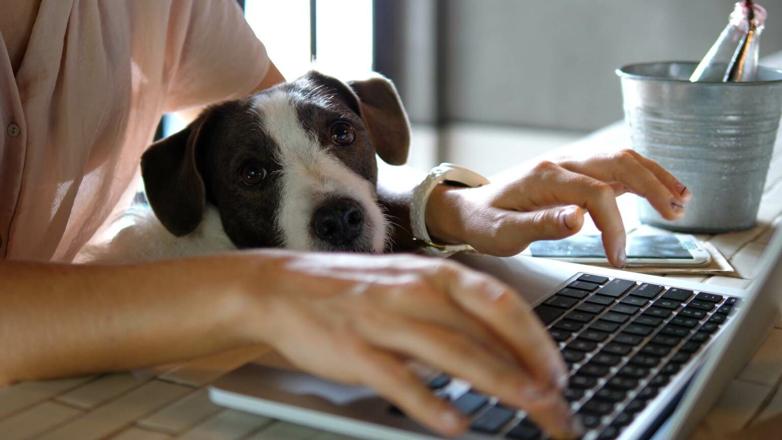 Eine Frau arbeitet an einem Laptop und zwischen ihren Armen taucht ein Hundekopf auf.
