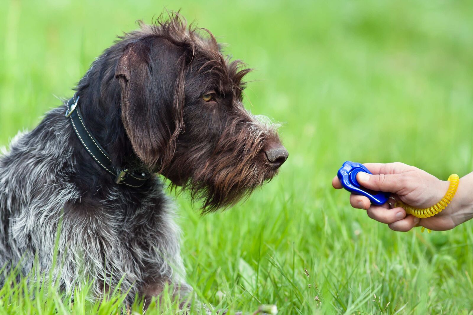 Ein dunkler Hund liegt im Gras und schaut auf einen Clicker.