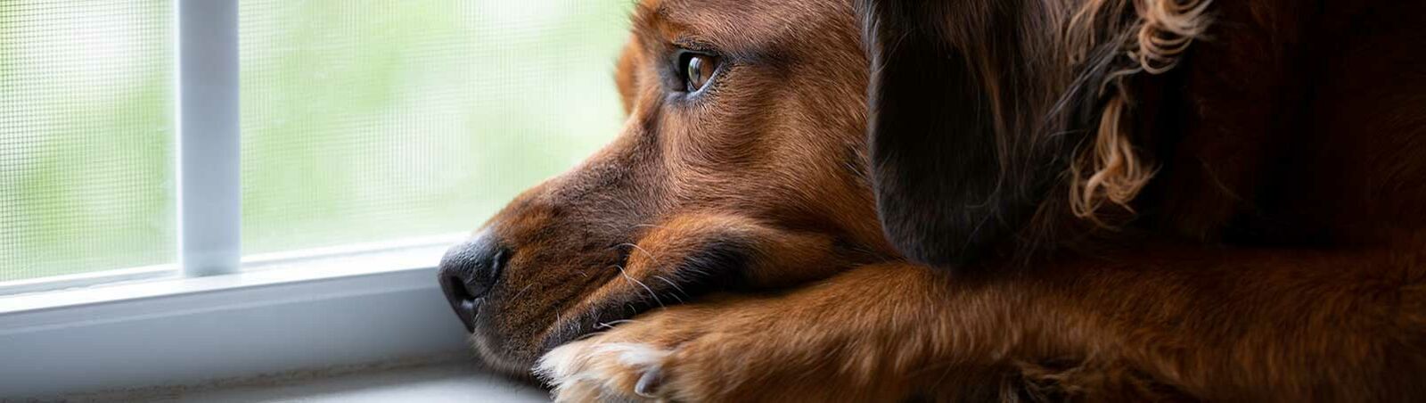 Ein Hund schaut traurig aus dem Fenster.