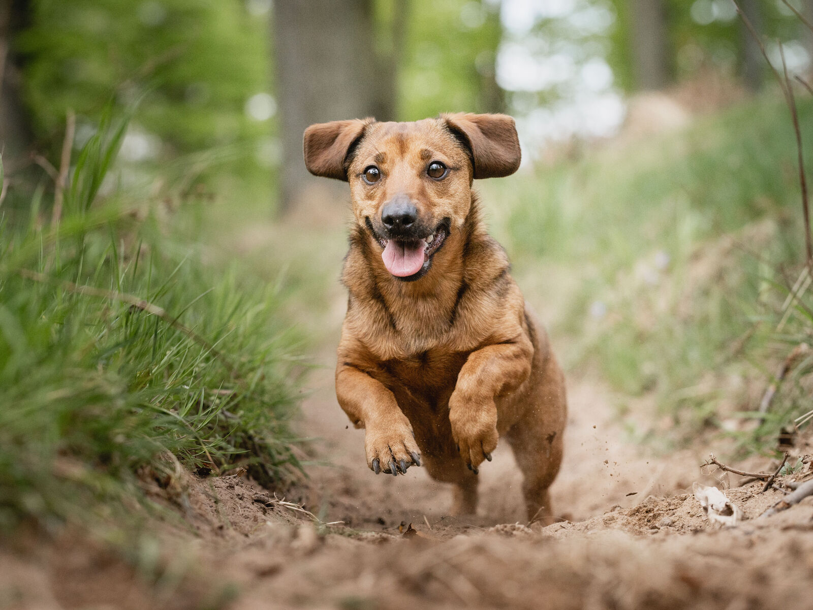 So gewöhnen Sie Ihrem Hund den Jagdtrieb ab
