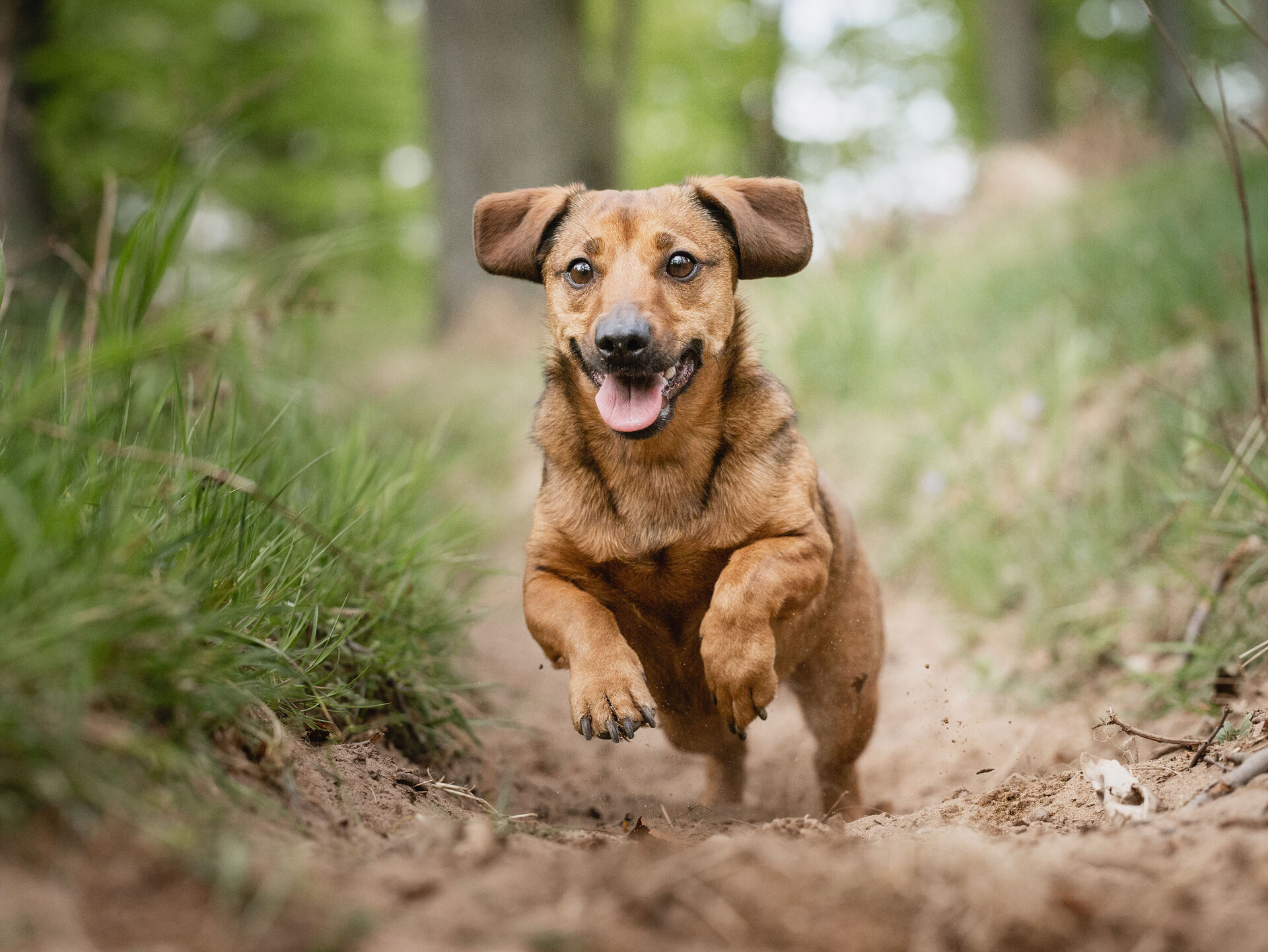 So gewöhnen Sie Ihrem Hund den Jagdtrieb ab