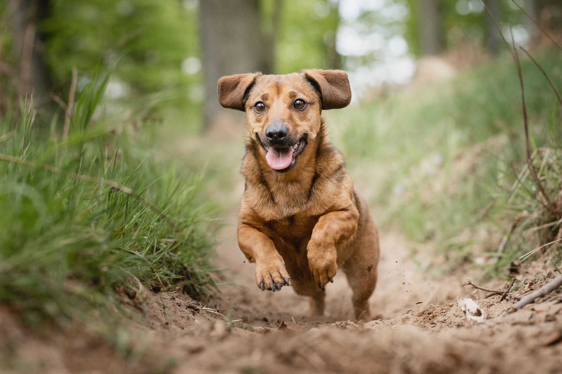 Ein kleiner Hund jagt durch den Wald.