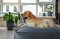 Ein großer beigefarbener Hund liegt gemütlich auf einem grauen Sofa.