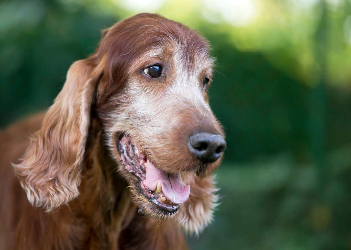 Kopf eines älteren Cocker Spaniels.