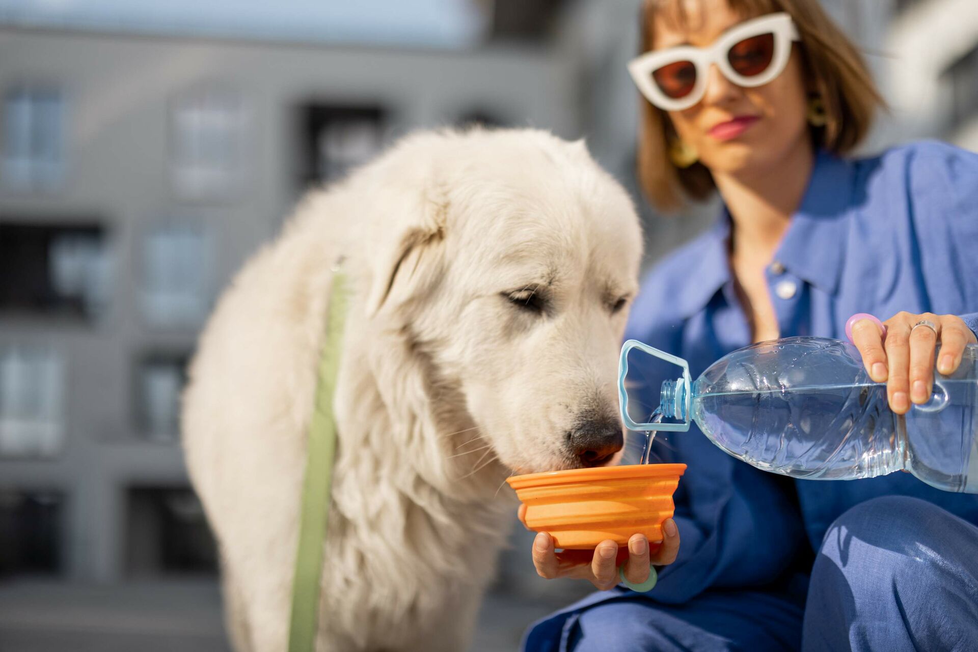 Hunde trinken Wasser aus Flasche