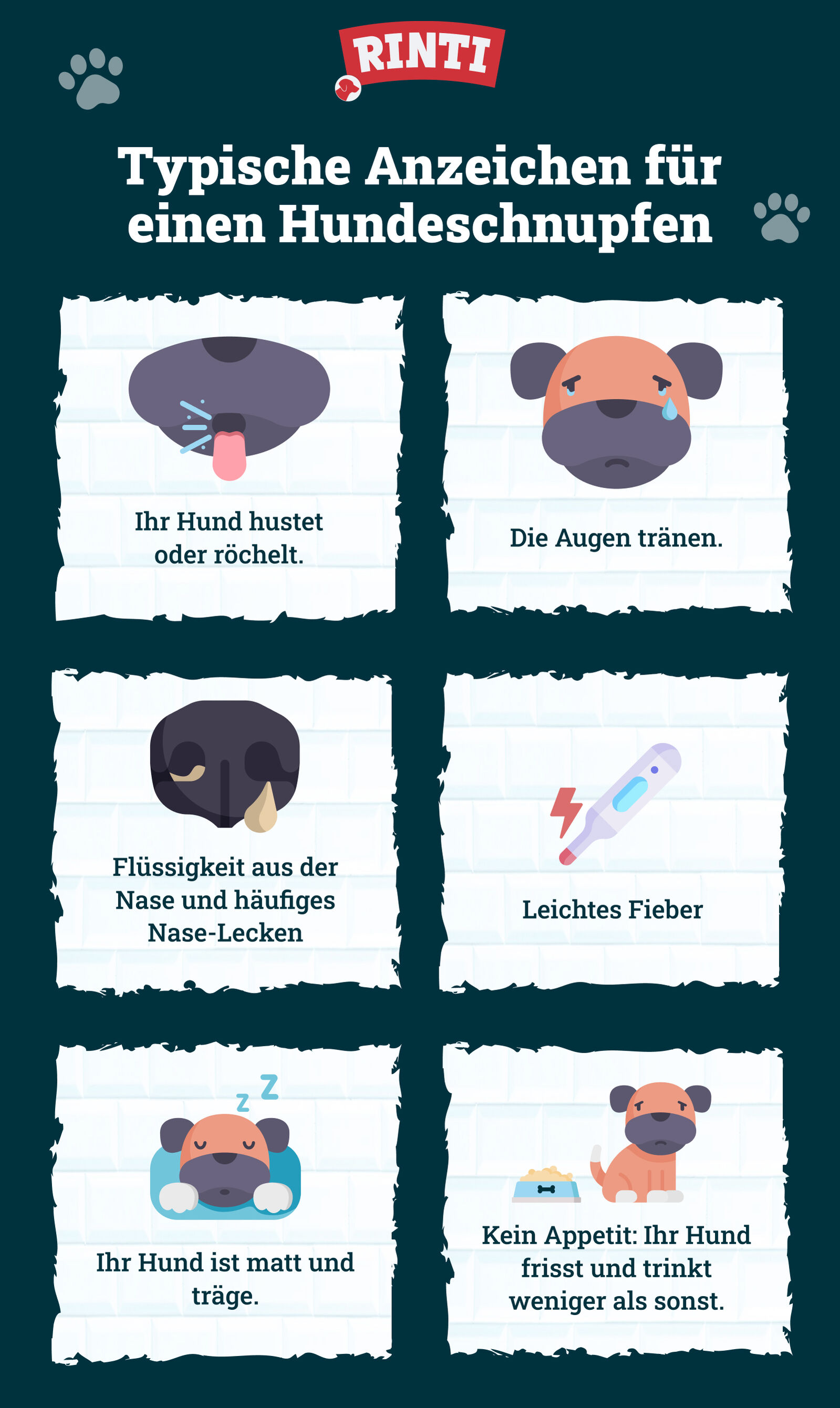 Infografik von Rinti zum Thema Hundeschnupfen
