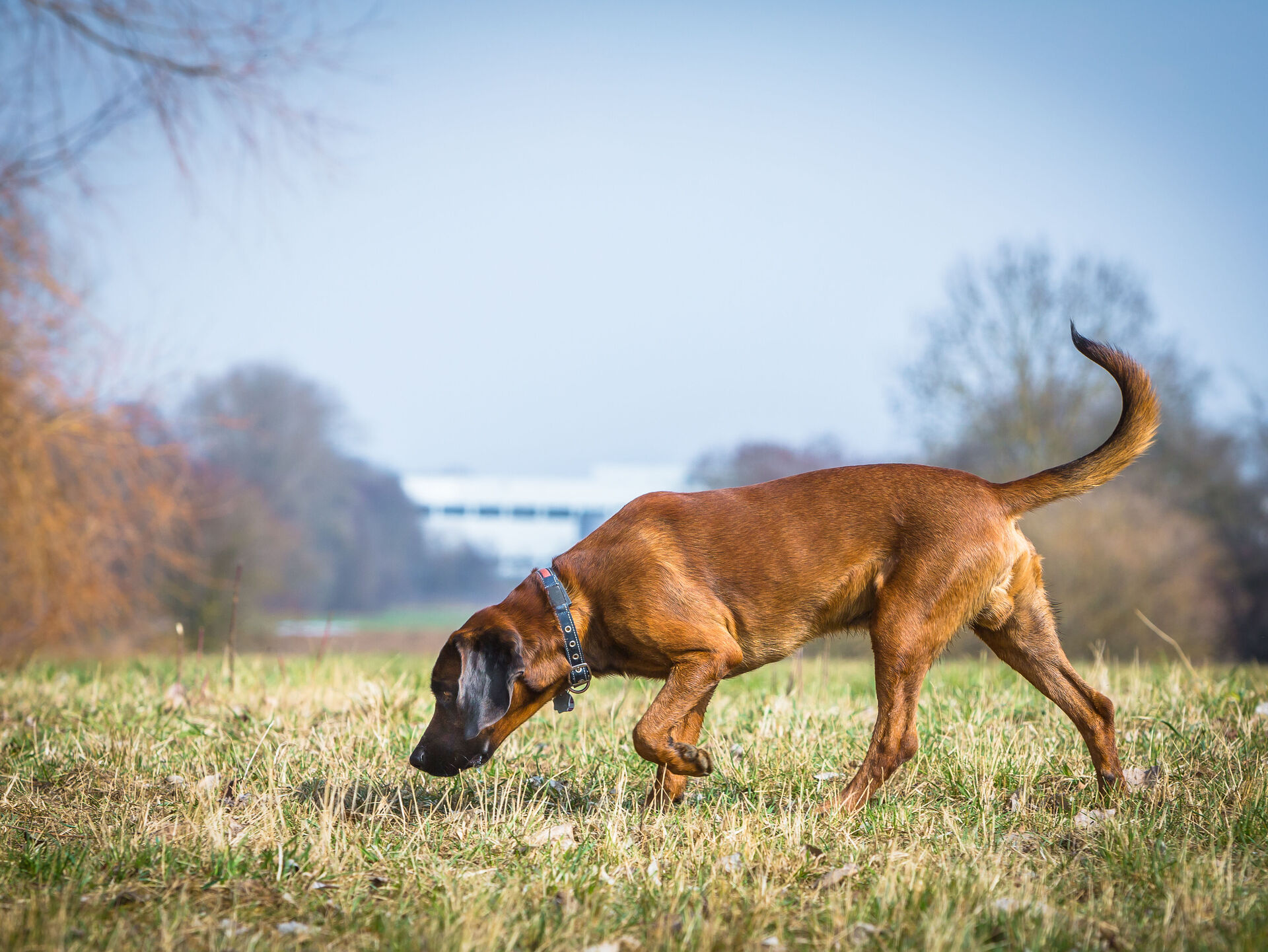 Fährtenarbeit mit Ihrem Hund trainieren