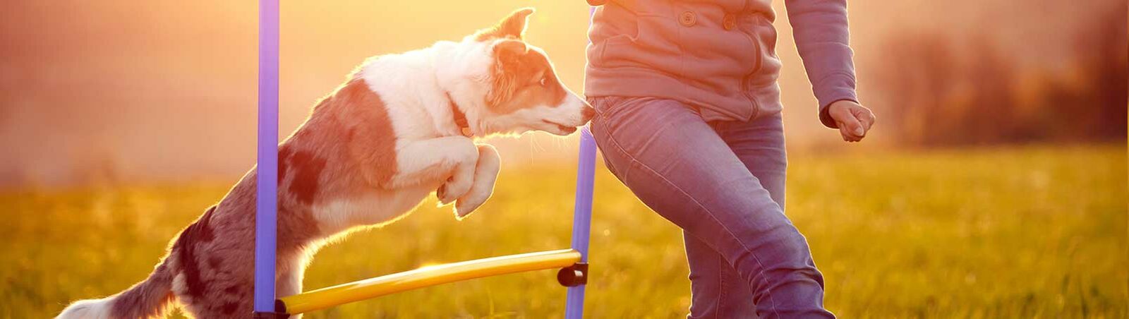 Ein Hund springt bei Sonnenaufgang über ein Agility-Hindernis auf einer Wiese und wird dabei von seiner Halterin angeleitet. 