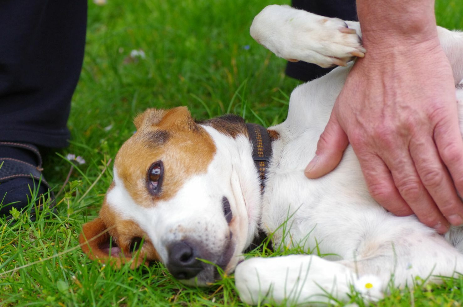 Hund liegt auf der Seite und lässt sich den Bauch streicheln.