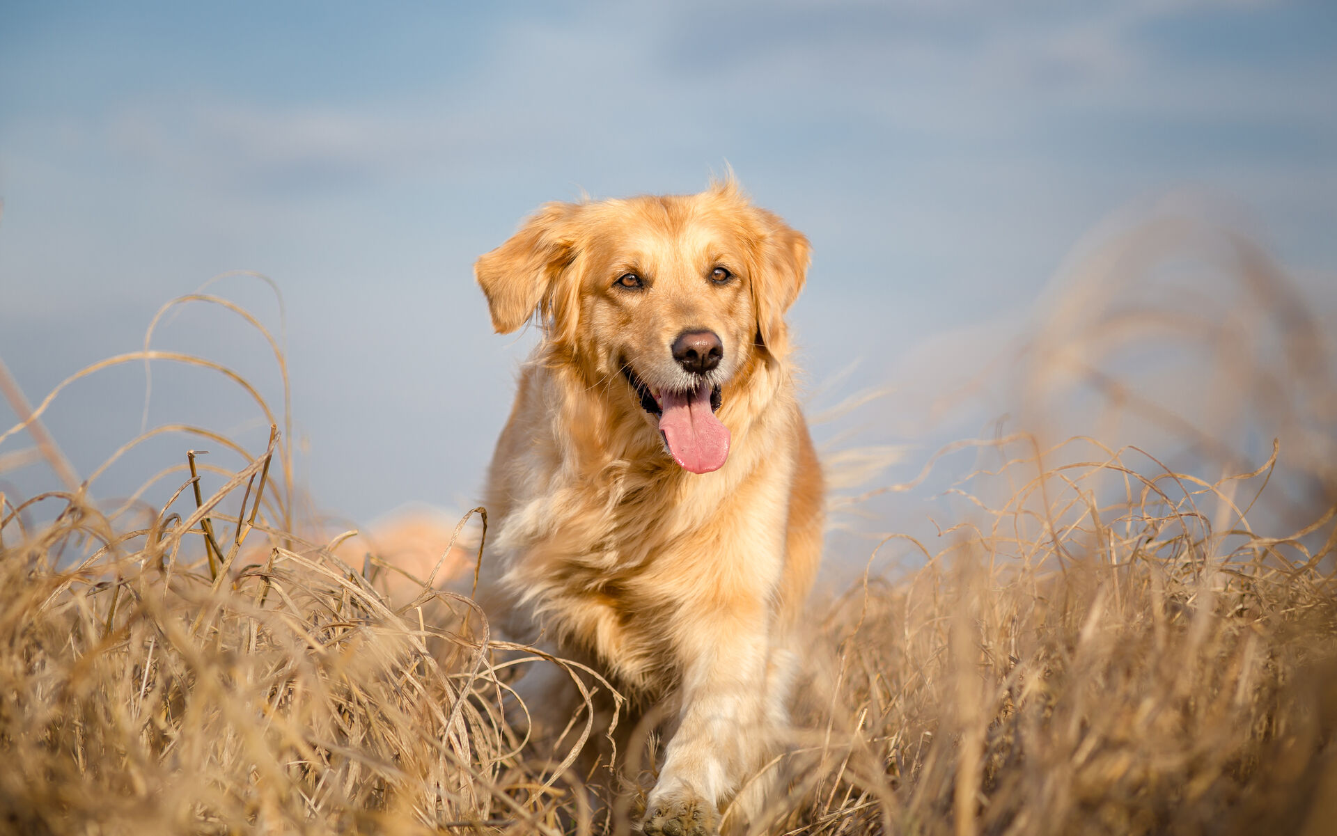 Ein Golden Retriever läuft durch ein Feld.