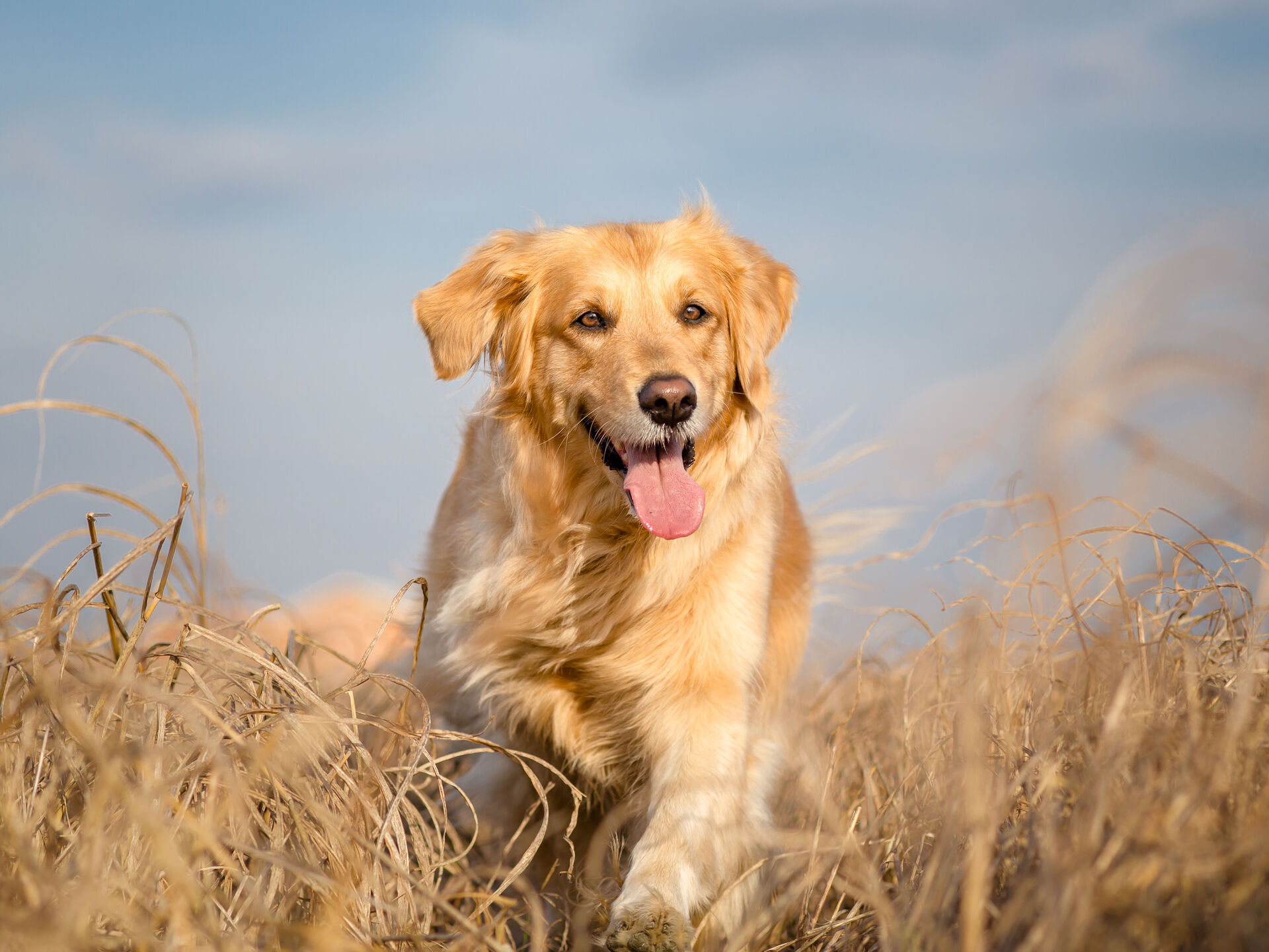 Rasseporträt: Golden Retriever