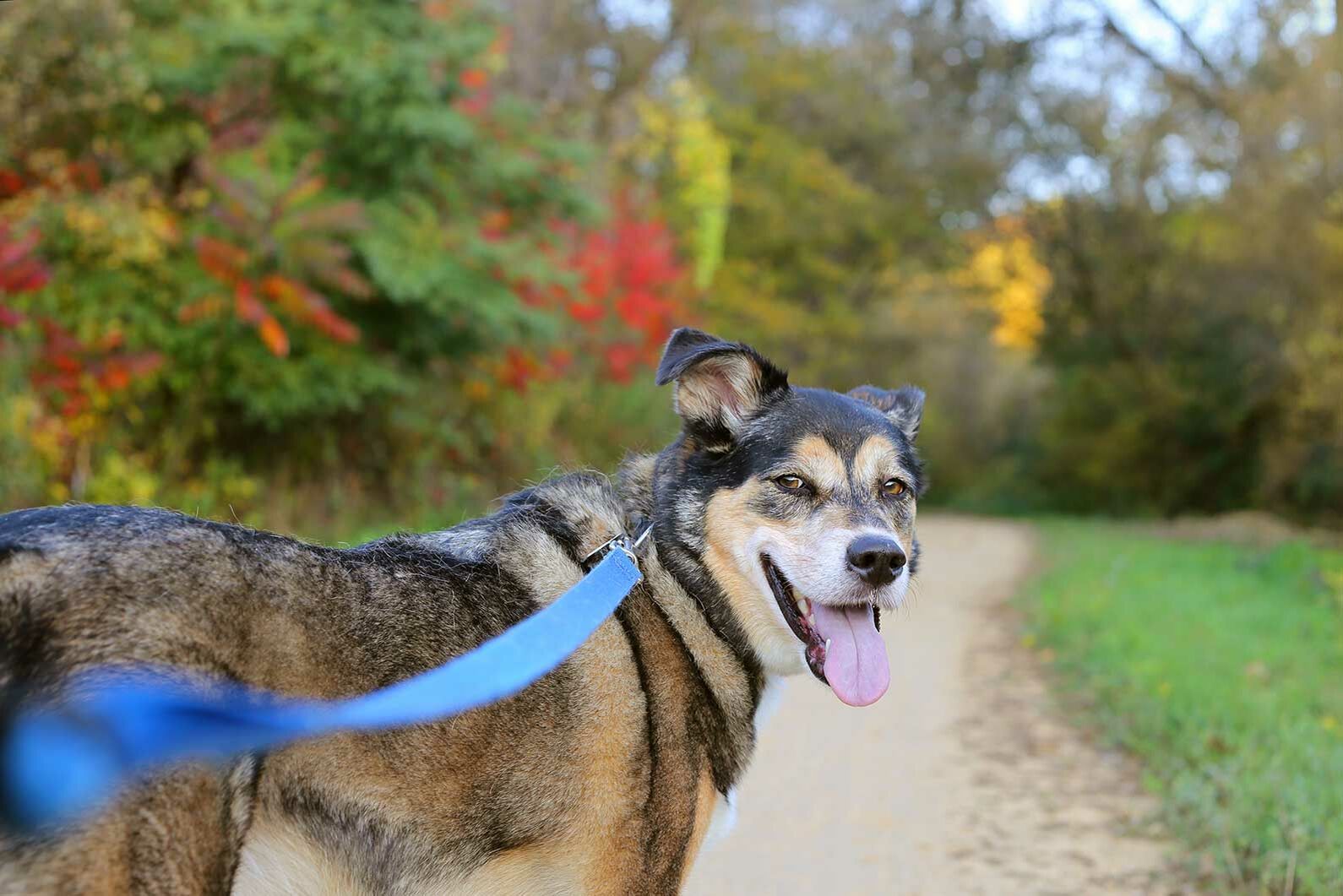 Nahaufnahme von einem angeleinten Hund auf einem Feldweg, der sich zur Kamera umdreht. 