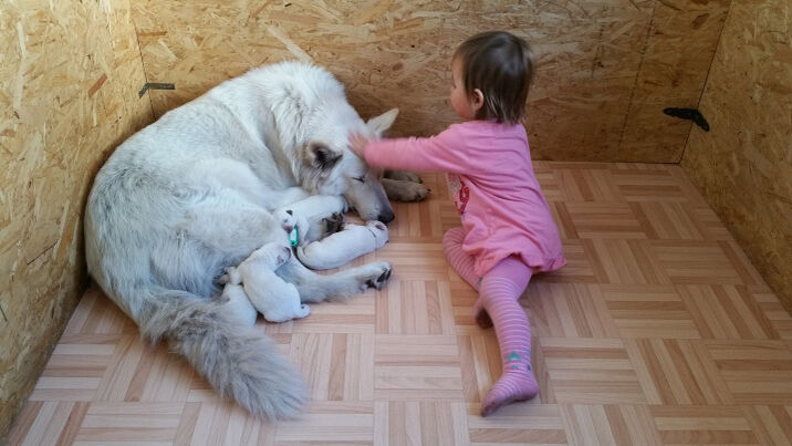 Welpen kuscheln sich an ihre Mutter und ein kleines Kind streichelt die Hündin.