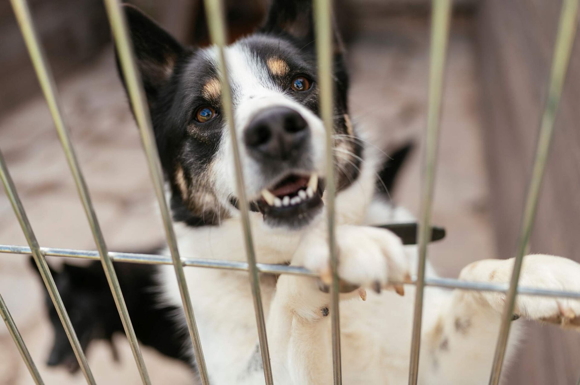 Ein Hund steht aufrecht am Gitter seines Zwingers und lächelt in die Kamera.