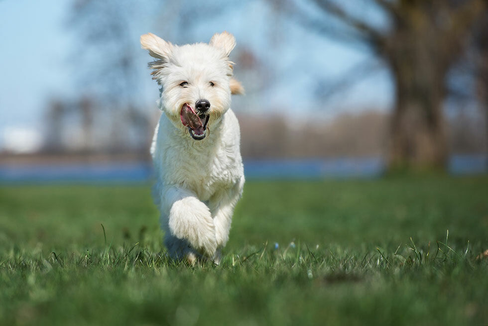 Ein fröhlicher Labradoodle rennt mit heraushängender Zunge über eine Wiese