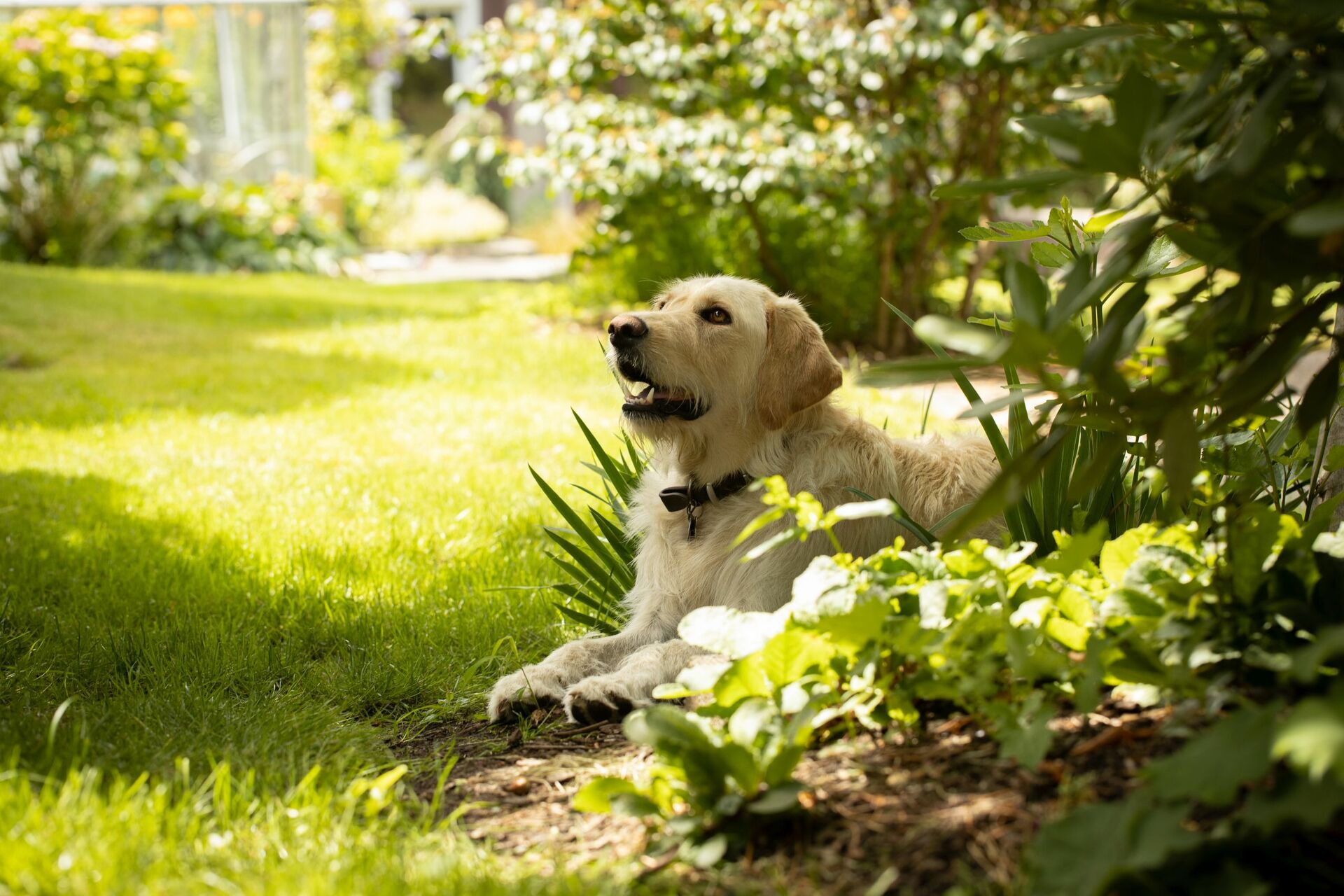 Ein Golden Retriever liegt im Schatten im Garten.